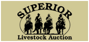 Superior Livestock's Video Royale Auction LIVE from Winnemuca, NV- Day 1
