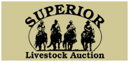 Superior Livestock's Holstein Auction LIVE from Hudson Oaks, Texas